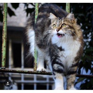 KEDİLERDE ZİHİN-DAVRANIŞSAL SORUNLAR, KAYGI,KORKU,SALDIRGANLIK